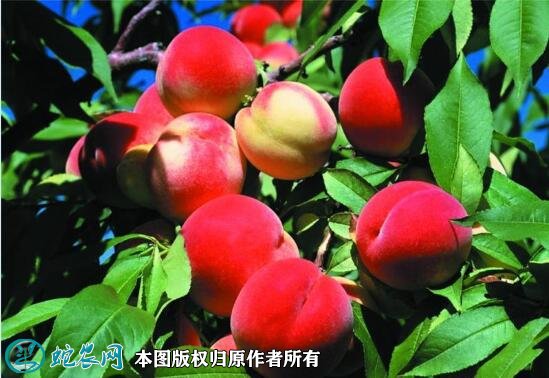 2021年3月3日红桃价格行情、今日红桃多少钱一斤?