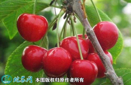 2021年3月3日大樱桃价格行情、今日大樱桃多少钱一斤?