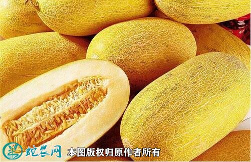 2021年3月3日哈密瓜价格行情、今日各种哈密瓜多少钱一斤？