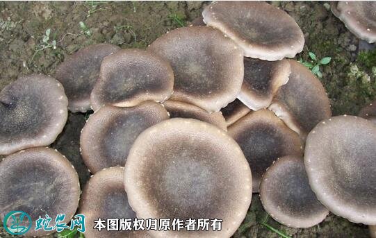 2021年3月4日虎奶菇价格行情、今日虎奶菇多少钱一斤?