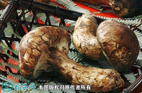 2021年3月4日松茸价格行情、今日鲜干松茸各多少钱一斤?