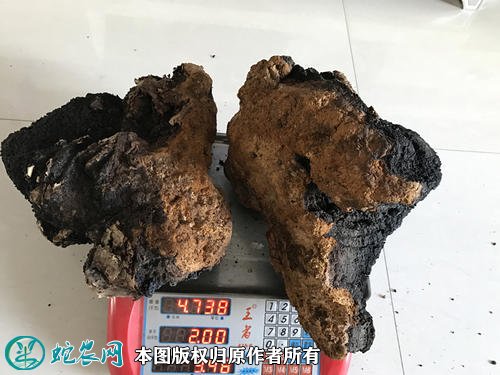 2021年3月4日白桦茸价格行情、今日白桦茸多少钱一斤?