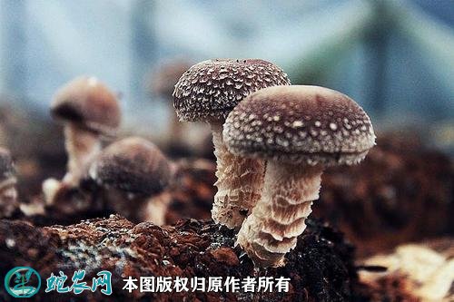 鲜香菇价格