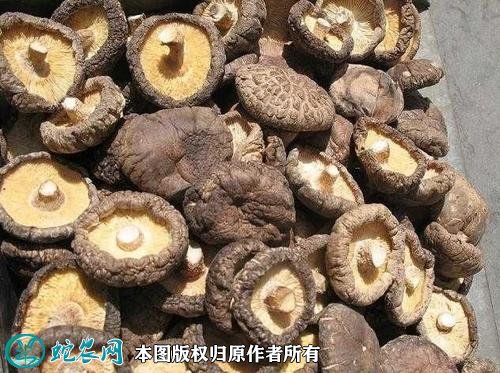 2021年3月4日干香菇价格行情、今日干香菇多少钱一斤?