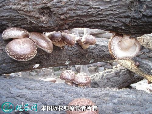 2021年3月4日椴木菇价格行情、今日椴木菇多少钱一斤?