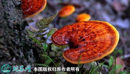 2021年3月5日灵芝价格行情、今日各种灵芝多少钱一斤?