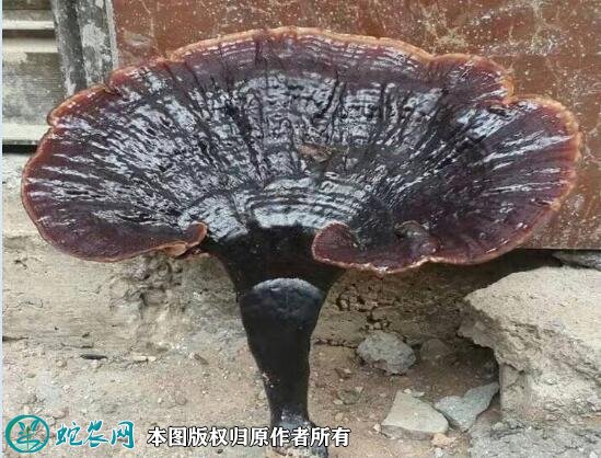 2021年3月5日紫灵芝价格行情、今日紫灵芝多少钱一斤?