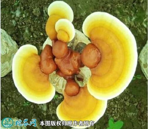 2021年3月5日黄灵芝价格行情、今日金芝多少钱一斤?