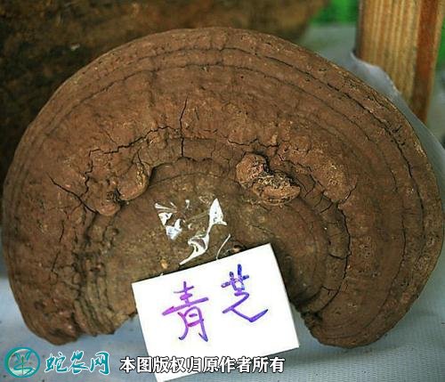 2021年3月5日青灵芝价格行情、今日青灵芝多少钱一斤?