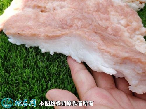 2021年3月5日肉灵芝价格行情、今日肉灵芝/太岁多少钱一斤?