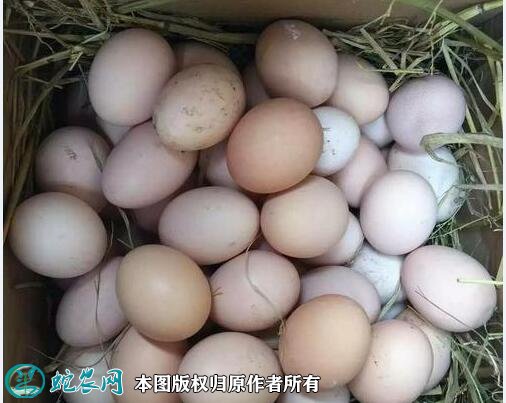 2021年3月5日土鸡蛋价格行情、今日土鸡蛋多少钱一斤?