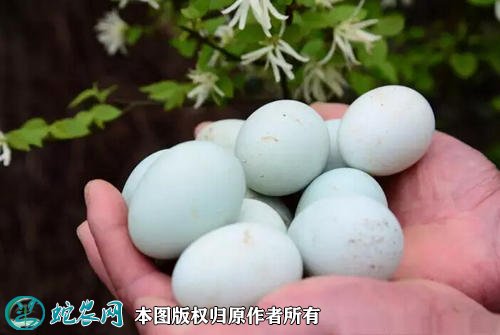 2021年3月5日乌鸡蛋价格行情、今日乌鸡蛋多少钱一斤?