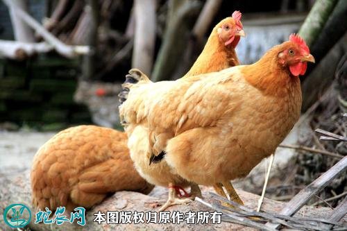 2021年3月5日三黄鸡蛋价格行情、今日三黄鸡蛋多少钱一斤?
