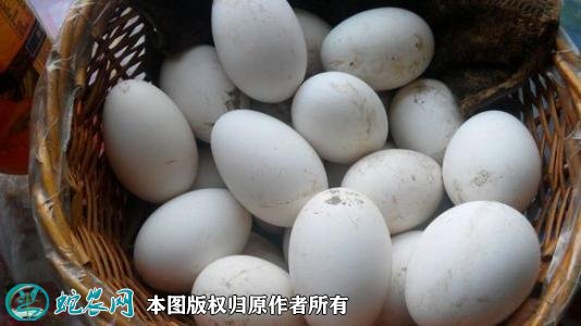 2021年3月5日种鹅蛋价格行情、今日鹅种蛋多少钱一个?