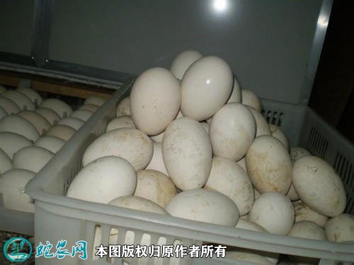 2021年3月5日狮头鹅蛋价格行情、今日狮头鹅蛋多少钱一个?