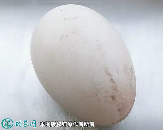 2021年3月5日土鹅蛋价格行情、今日土鹅蛋多少钱一个?