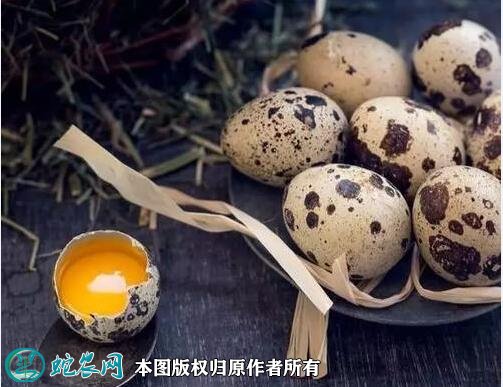 2021年3月5日土鹌鹑蛋价格行情、今日土鹌鹑蛋多少钱一斤?