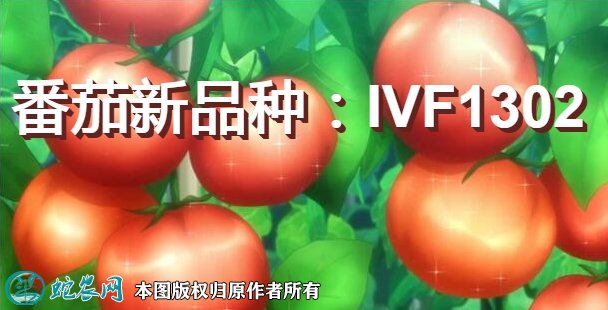 番茄新品种:IVF1302简介