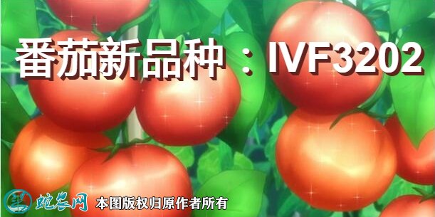 番茄新品种:IVF3202简介