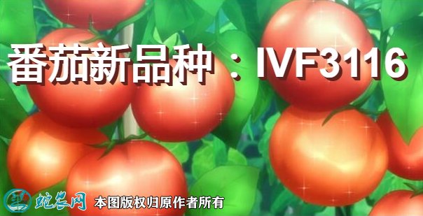 番茄新品种：IVF3116简介