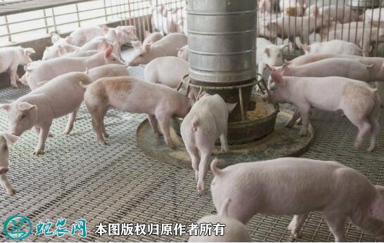养猪机械补助政策图2