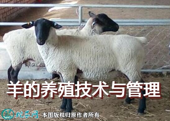羊的养殖技术与管理图1