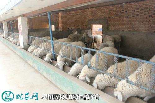羊的养殖技术与管理图3