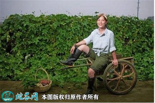 清华女博士隐居山林当农民!十一年收入破800万!