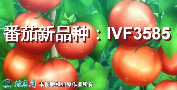 番茄新品种：IVF3585简介