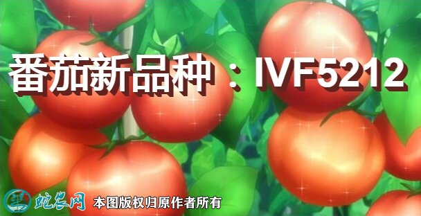 番茄新品种:IVF5212简介