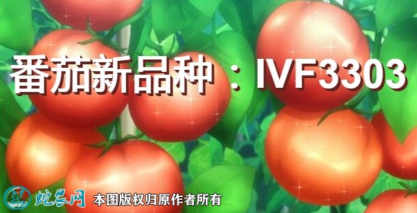 番茄新品种:IVF3303简介