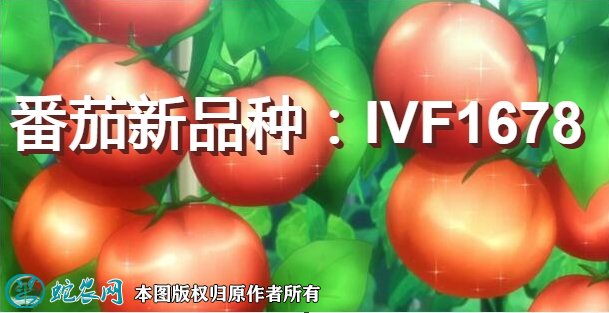 番茄新品种:IVF1678简介
