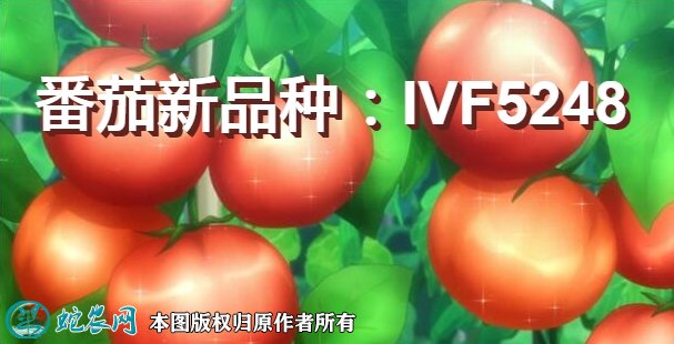 番茄新品种:IVF5248简介