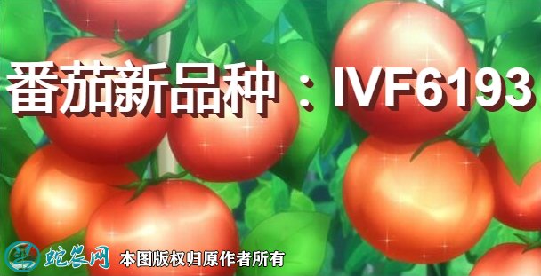 番茄新品种：IVF6193简介