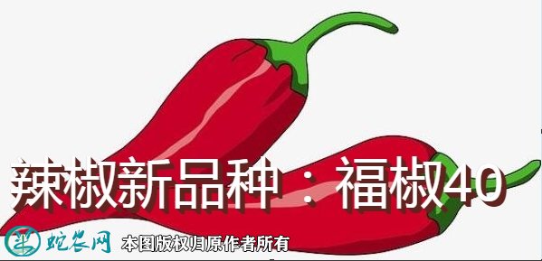 辣椒新品种：福椒40简介