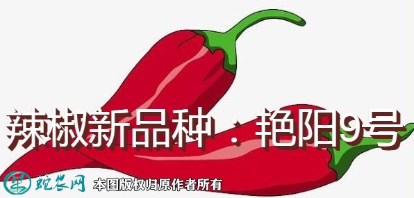 辣椒新品种：艳阳9号简介