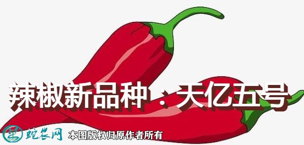 辣椒新品种：天亿五号简介