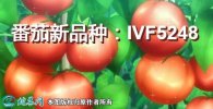 番茄新品种：IVF5248简介