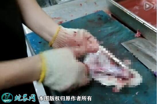 宰杀牛蛙视频教程图2