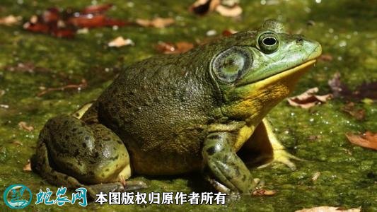 牛蛙图片2