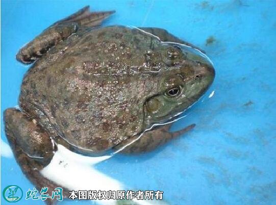 牛蛙图片3