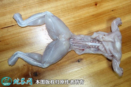 牛蛙图片4