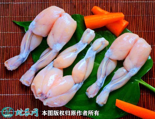 牛蛙图片6