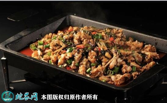 牛蛙图片7