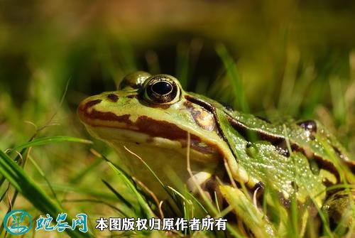 青蛙图片1