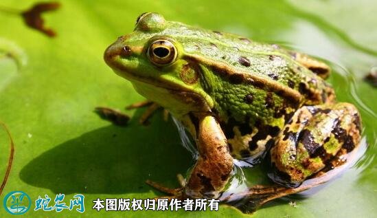 青蛙图片2