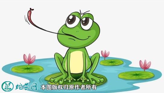 青蛙图片3