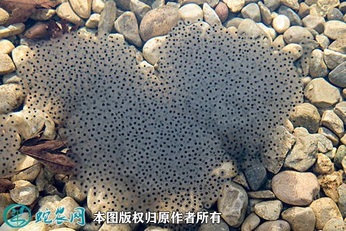 青蛙图片8