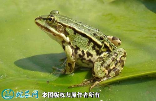 青蛙图片4