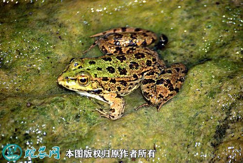 青蛙图片5